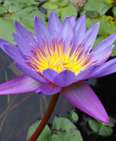 purple lotus