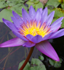 lotus