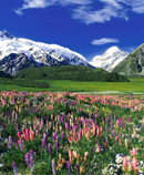 meadow