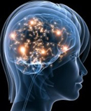 Brain