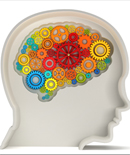 brain
