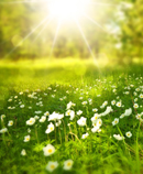 sun's rays