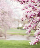trees