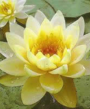 lotus