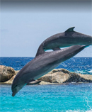 diving dolphin