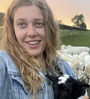 sheep