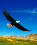 eagle