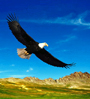eagle